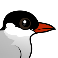 Arctic Tern