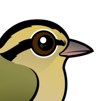 Worm-eating Warbler