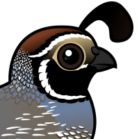 California Quail