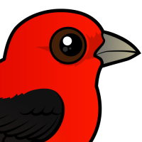 Scarlet Tanager