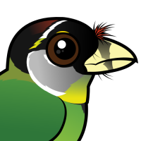 Fire-tufted Barbet