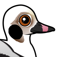 Long-tailed Duck
