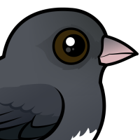 Dark-eyed Junco