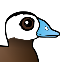 White-headed Duck