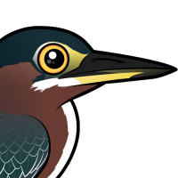 Green Heron