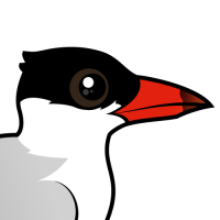 Caspian Tern