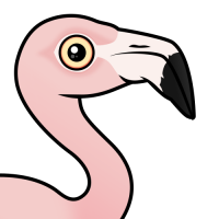 Chilean Flamingo