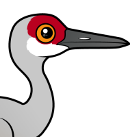 Sandhill Crane