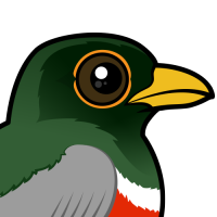 Elegant Trogon