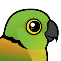 Black-collared Lovebird