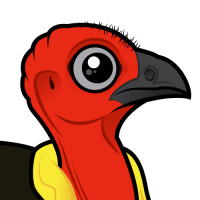 Australian Brushturkey