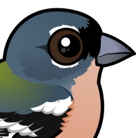 African Chaffinch