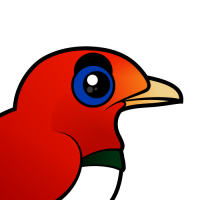 King Bird-of-paradise