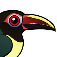 Green Aracari