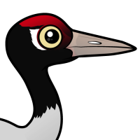 Black-necked Crane