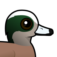 American Wigeon