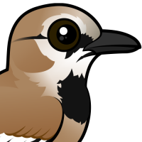 Iranian Ground-Jay