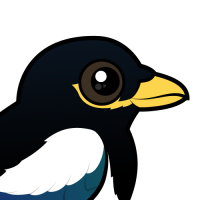 Yellow-billed Magpie