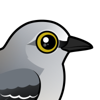 Northern Mockingbird