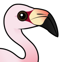 Andean Flamingo
