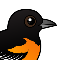 Baltimore Oriole