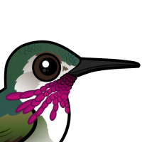 Calliope Hummingbird
