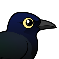 Great-tailed Grackle