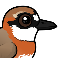 Siberian Sand-Plover