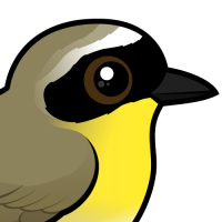 Common Yellowthroat