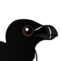 Razorbill