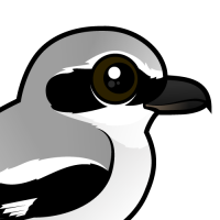 Northern Shrike