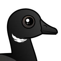 Brant Goose