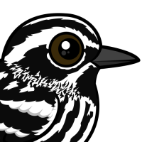 Black-and-white Warbler
