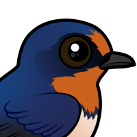 Barn Swallow