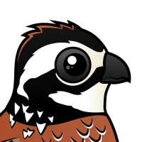 Northern Bobwhite
