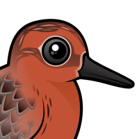 Red Knot