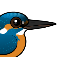 Common Kingfisher