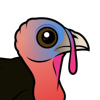 Wild Turkey