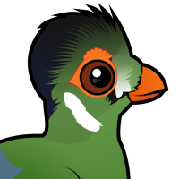 White-cheeked Turaco