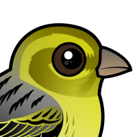 Atlantic Canary