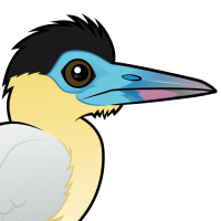 Capped Heron