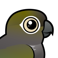 Burrowing Parakeet