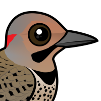 Northern Flicker