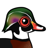 Wood Duck