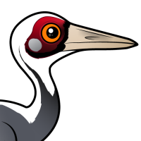 White-naped Crane