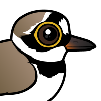 Little Ringed Plover