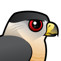 Cooper's Hawk
