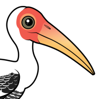 Painted Stork