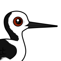 Pied Stilt