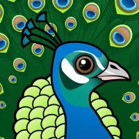 Indian Peafowl
